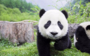 Copy of MailChimp for Shopify Panda2